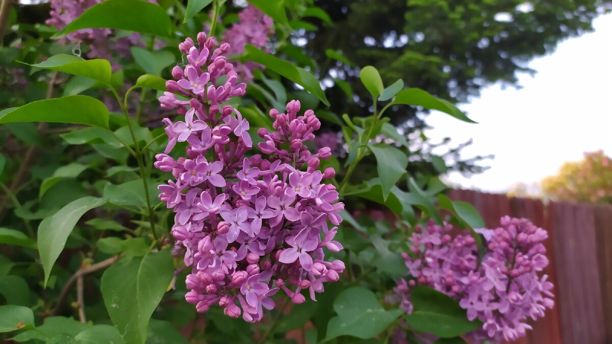 Сиреневая сирень)