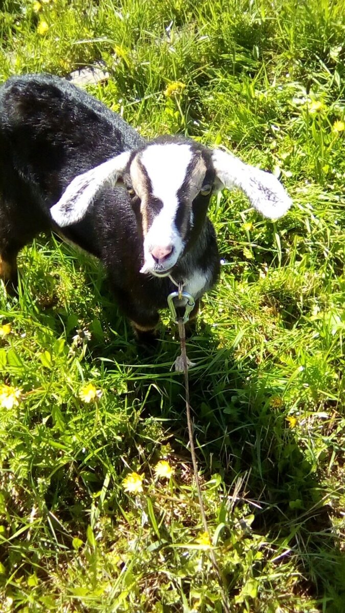 Фото: zen.yandex.ru