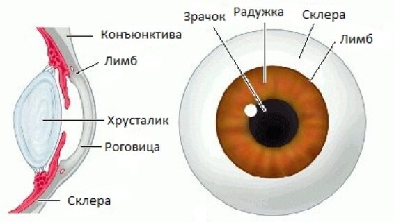 Строение глаза, чтобы вы понимали о чём речь