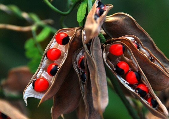 Горох розария