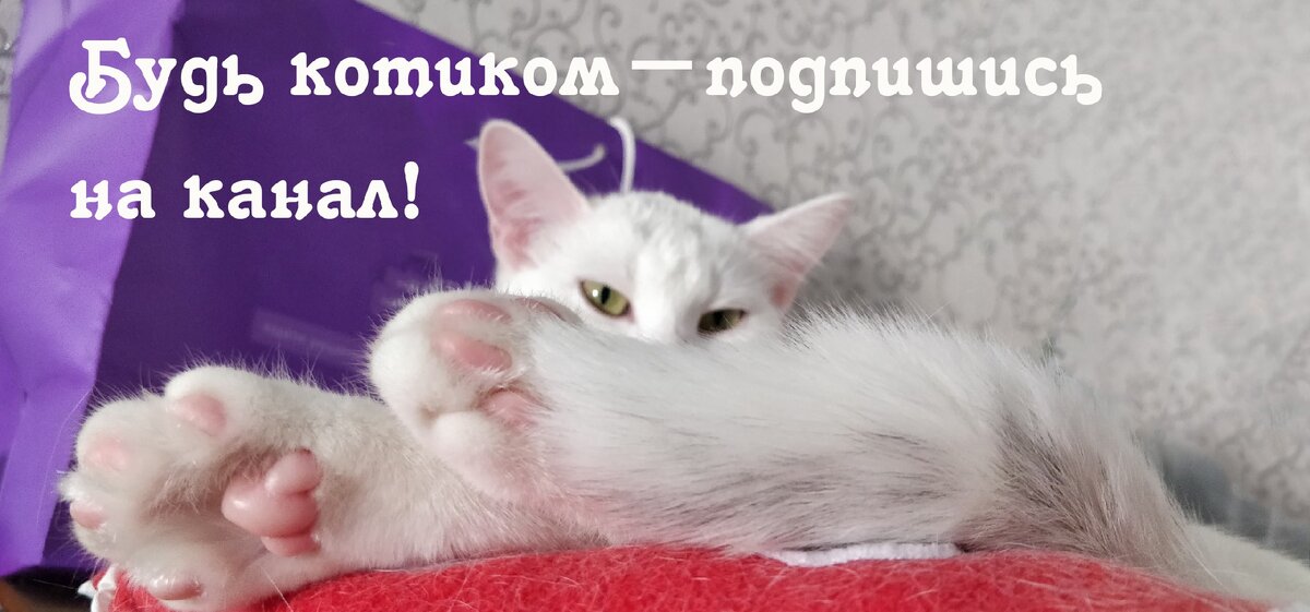 Не забудь подписаться на канал и поставить лайк, это очень помогает развития канала!