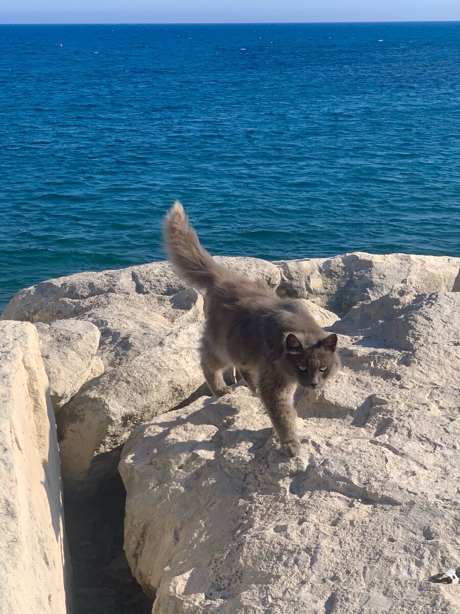 Листайте галерею, что посмотреть, как проводят время пушистые жители Кипра. Фото из личного архива. 