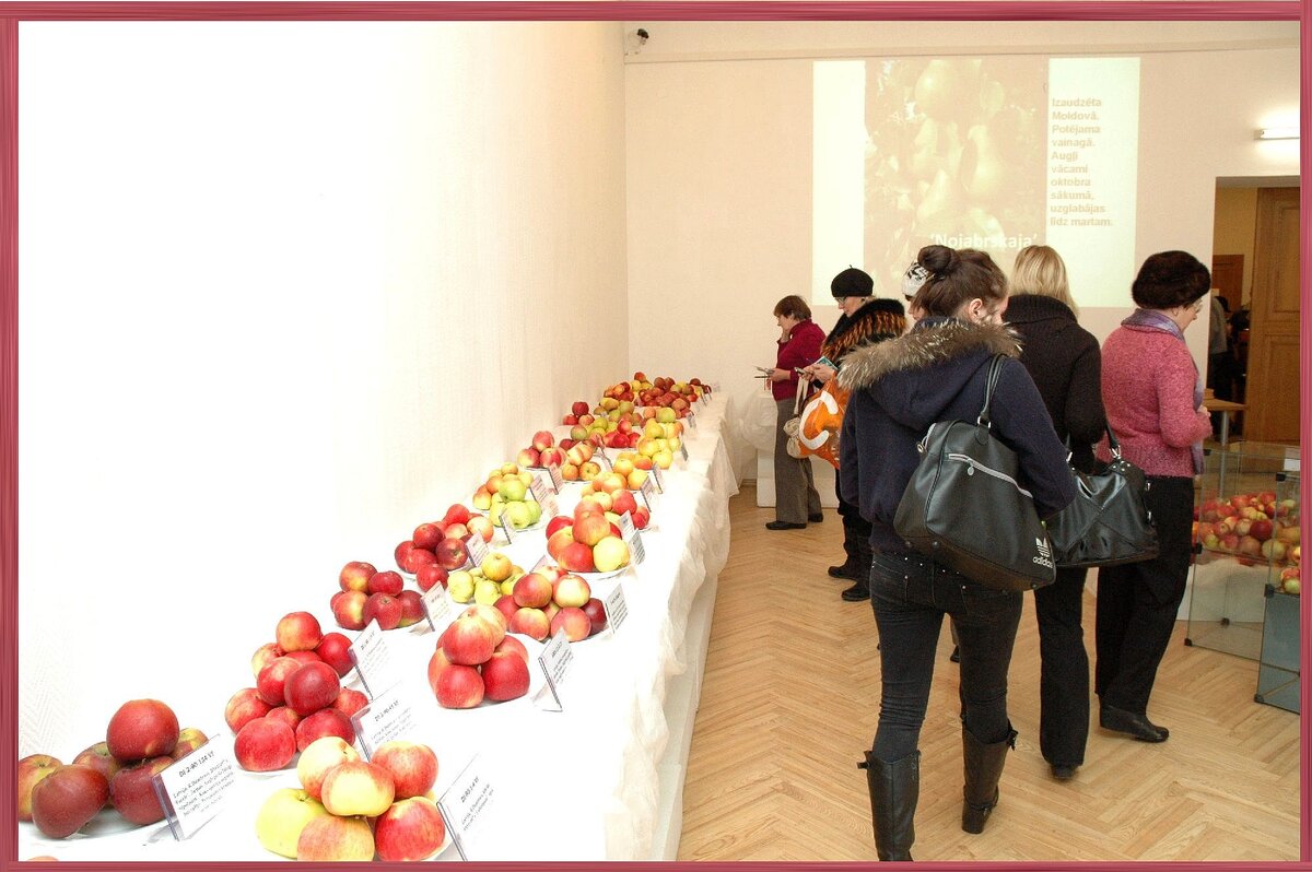 На выставке яблок. Фото автора