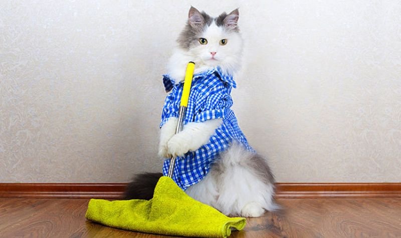 Источник: Nn-animals.ru