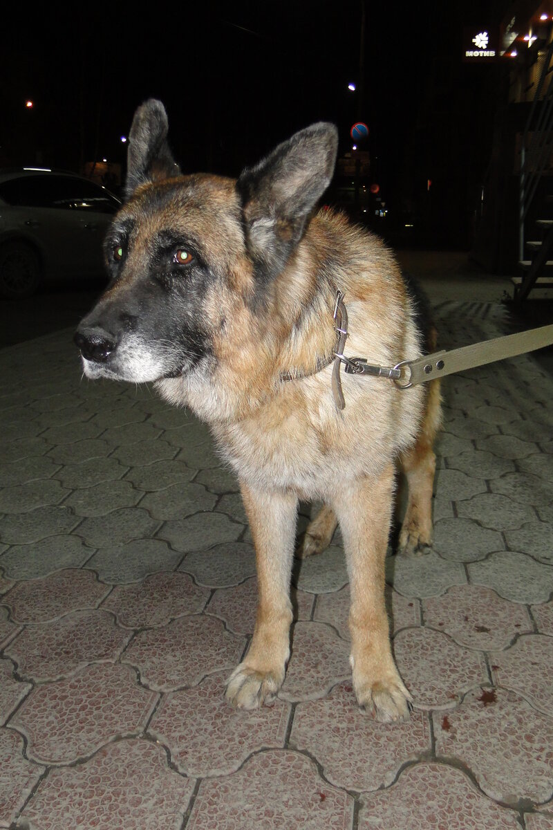 Хассо, ноябрь 2017, недавно из приюта. Фото автора. 