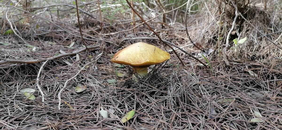 Фото сделано мной 