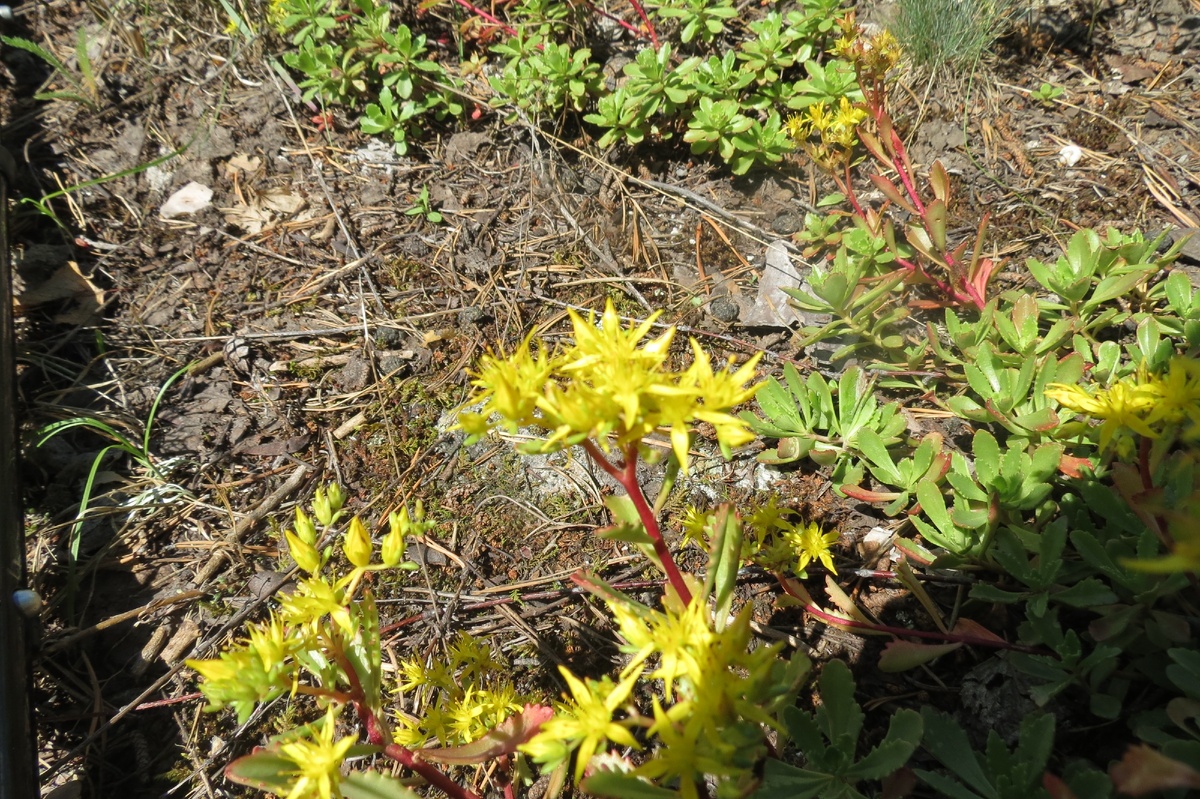 sedum hybridum, очиток гибридный. Озеро Таинты. 2017. Фото: AVM.