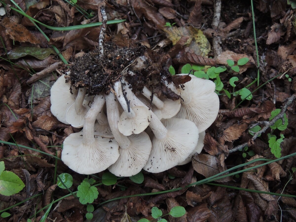 Рядовки грибы фото и название. Leucocybe connata. Рядовка сросшаяся Leucocybe connata. Грибы майские рядовки. Гриб рядовка на Кубани.