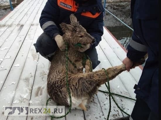 Фото: Агентство ГО ЧС по Красноярскому краю