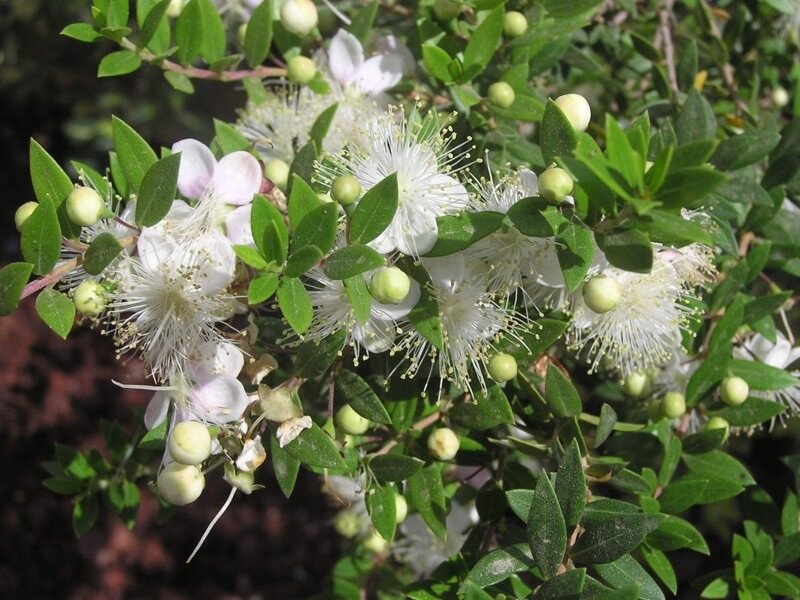 Myrtus communis var Leucocarpa Мирт белоплодный