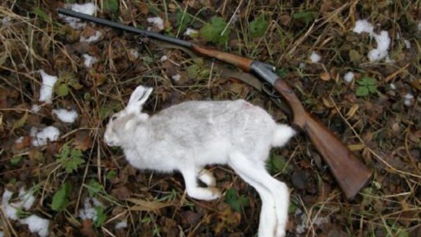 Добыть зайца