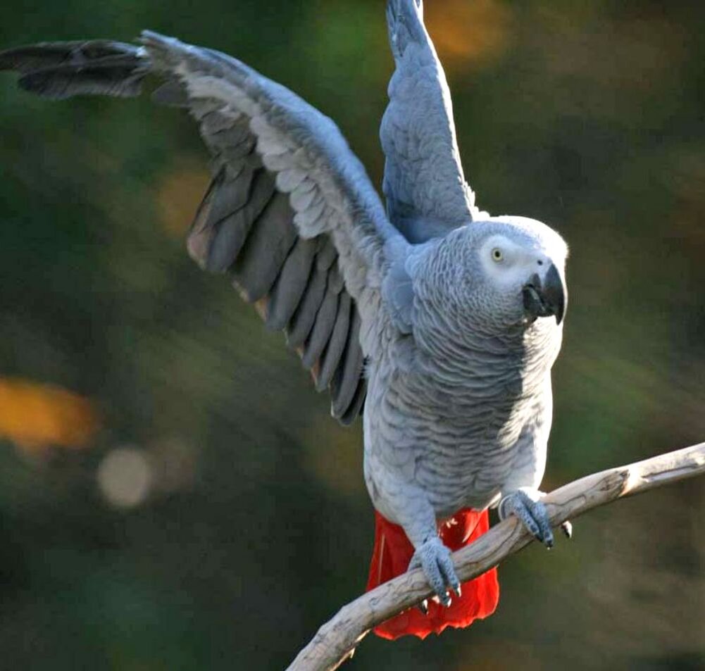 Взято https://www.bethowen.ru/upload/medialibrary/13d/13d772e81a429bad25446444deeaecaa.jpg