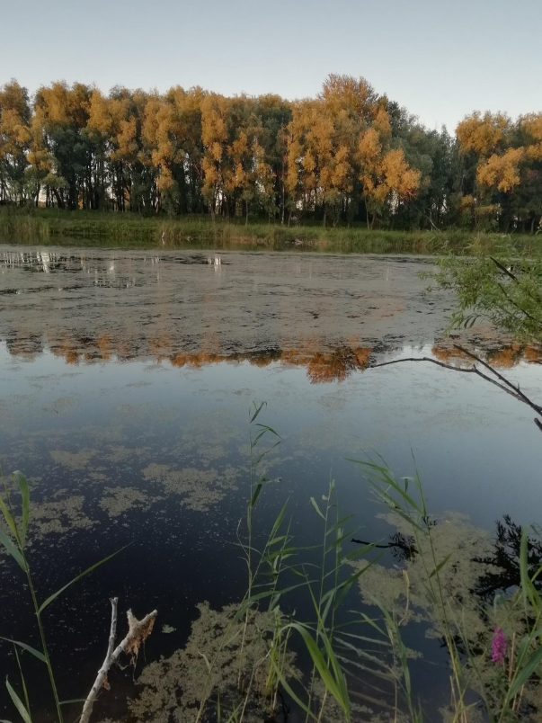 Озеро Кривое Новосибирск. Кривое (озеро, Витебская область). Озеро Кривое Новосибирск рыбалка. Кривое озеро Новосибирск Кудряши.