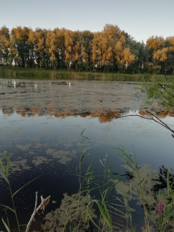 Погода кривые озера. Озеро Кривое Новосибирск. Кривое (озеро, Витебская область). Озеро Кривое Новосибирск рыбалка. Кривое озеро Новосибирск Кудряши.