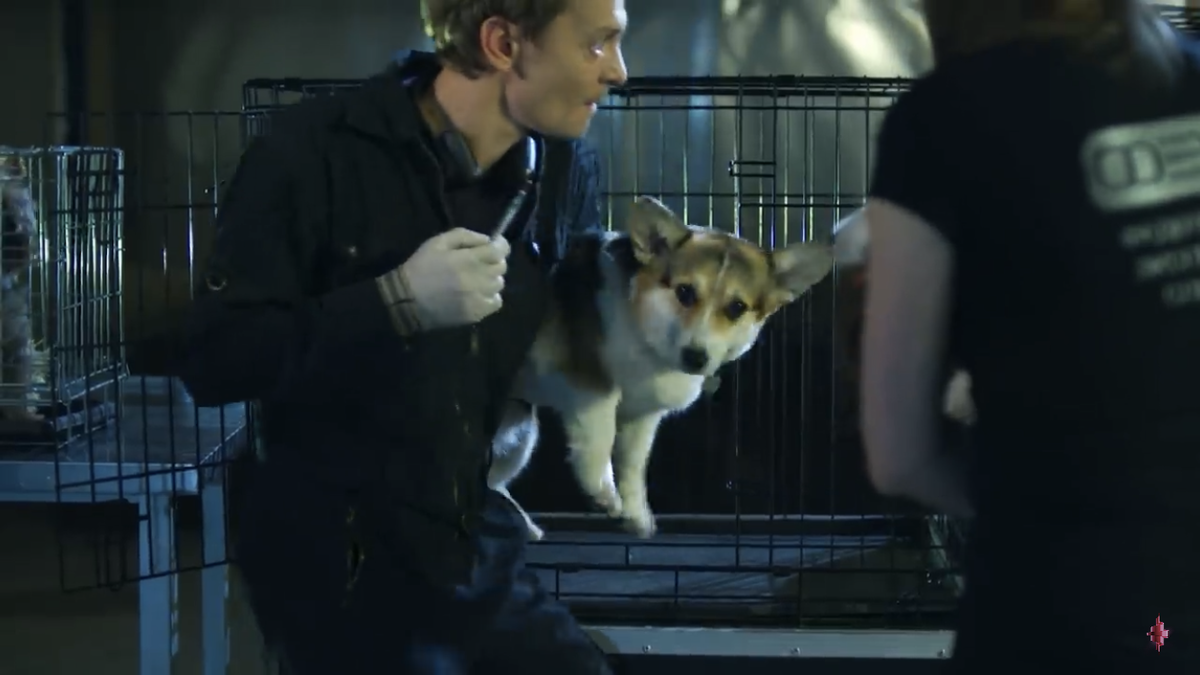 Скриншот с Х/Ф След ФЭС "Собачья работа"