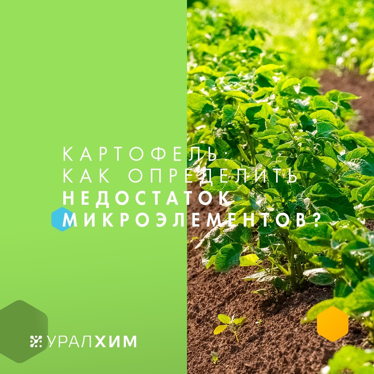 Недостаток микроэлементов в картофеле