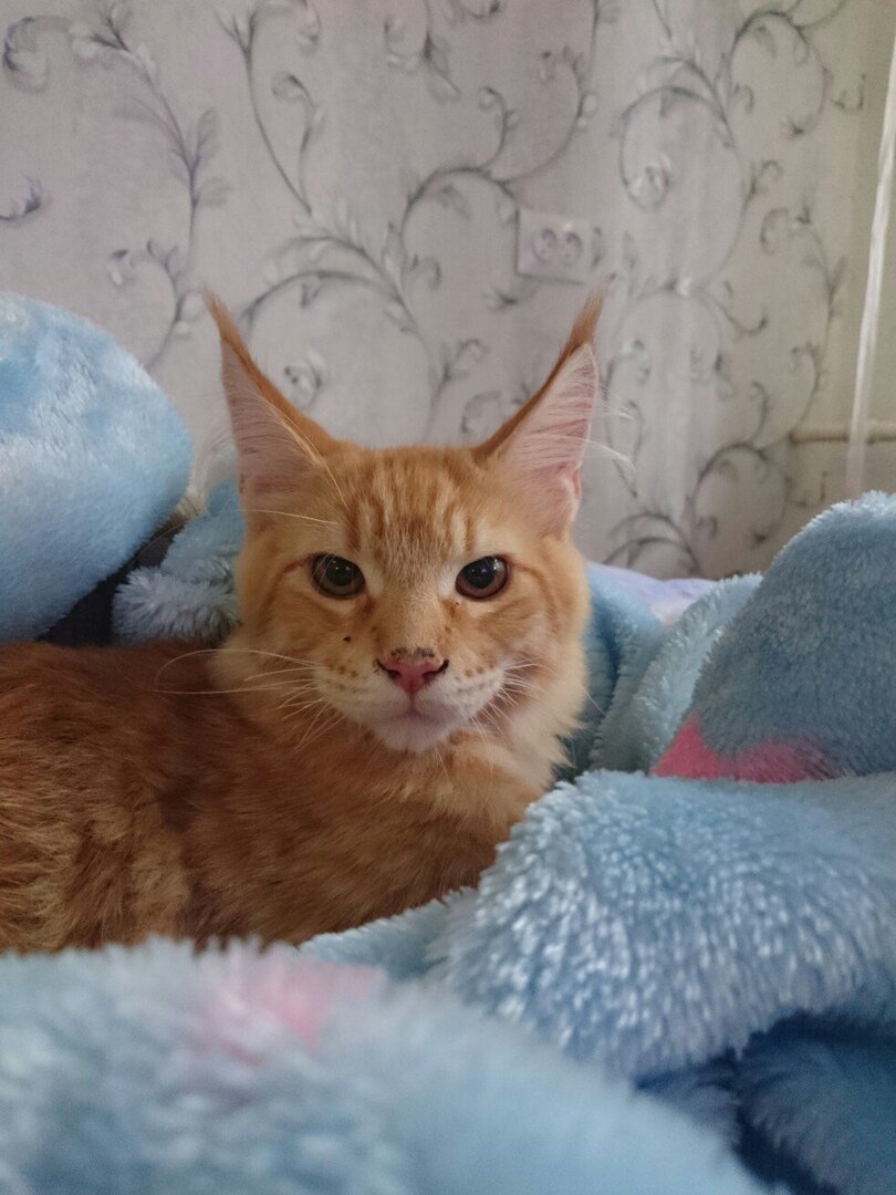 Котенок породы Мейн-кун 4 месяца