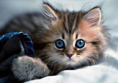 Трудно найти более ласковое и милое существо, чем домашний котенок. С этим питомцем можно и поиграть, и подержать его на руках, и погладить. Прилив положительных эмоций при этом очень велик. И, конечно, неспроста, ведь котенок - это тот же ребенок - такой же беззащитный, ласковый, наивный и доверчивый. Только «черствый» и бессердечный человек может спокойно и без улыбки наблюдать за его наивными забавными шалостями и проказами. Присутствие котенка вносит оживление и радость в каждую семью, решившую завести этого домашнего любимца. Это животное подарит массу позитива и хорошего настроения, но лишь для тех, кто подойдет к этому вопросу с должной долей ответственности и понимания. Приобретая котенка, человек берет на себя определенные обязательства: он должен четко и ясно представлять себе, что принес домой не пушистую игрушку, не забаву, не временное развлечения для себя и своих детей, а живое существо, которое имеет свой характер, нуждается в ежедневной заботе, уходе и, что самое главное, в общении. Об этом следует хорошо задуматься каждому, кто вынашивает в голове идею завести котенка. К сожалению, не все трезво представляют себе этот процесс и многие переоценивают свои возможности, руководствуясь лишь эмоциональными составляющими. Но, допустим, что вы ответственный человек, и, взвесив все "за" и "против" приняли решение завести котенка. Что же вам следует знать на первых порах, с чего нужно начать, на какие вопросы иметь ответы?!