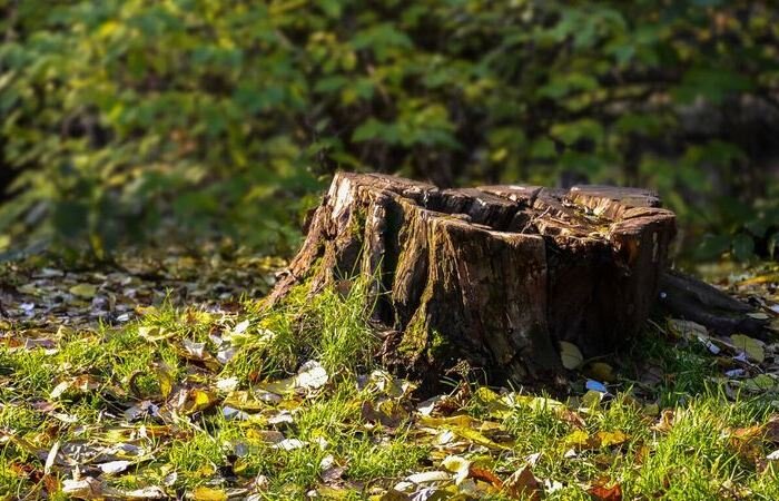 Как быстро и не затратно удалить с участка пень, который портит весь вид