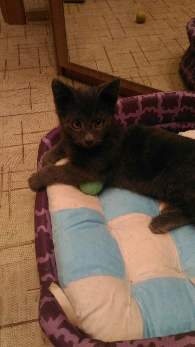 Дымок (ок.3 мес). Наш милый косоглазый малыш )))