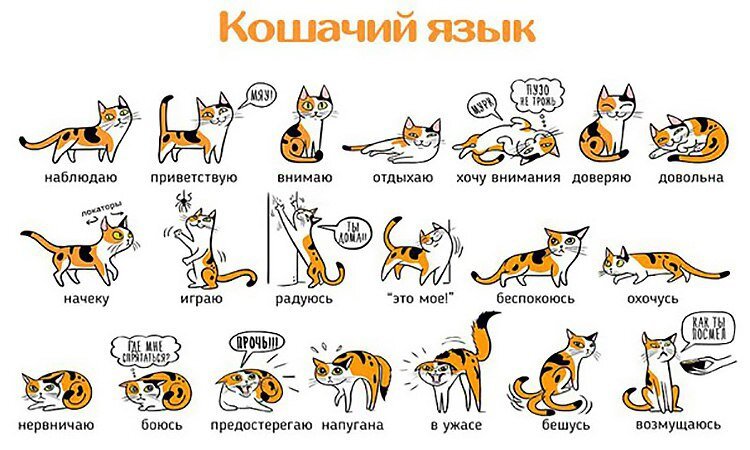 Улучшение кота 4