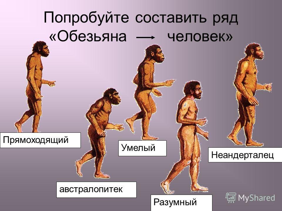 Образы человека умелого и разумного. Картинка с Яндекса.