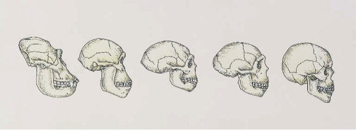 Эволюция черепа человека картинки