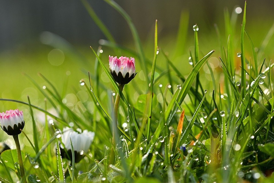 pixabay.com/