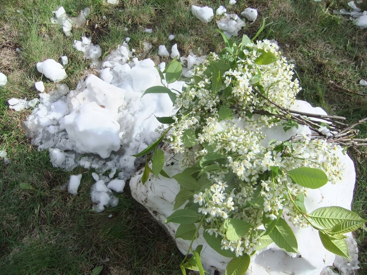 И даже пень в весенний день березкой. Белые розы ранней весной.