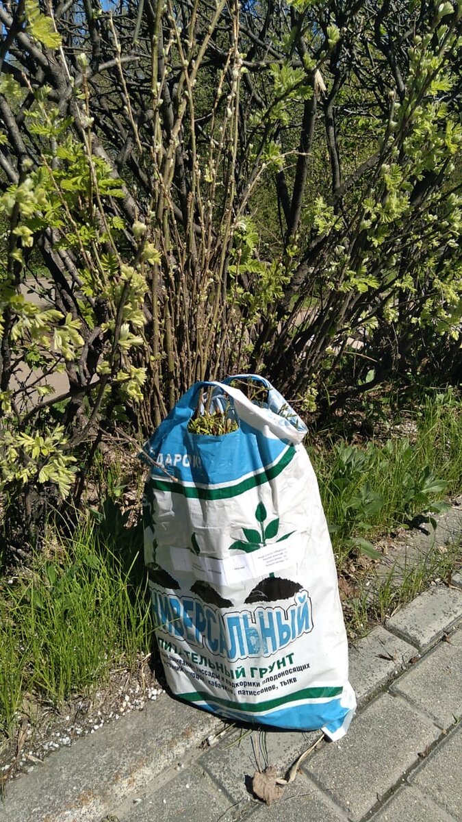 вот такой пакетик с саженцами мы получили