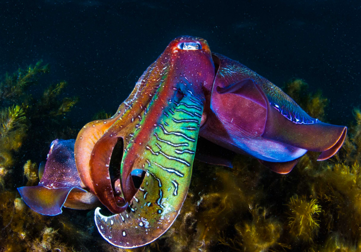 Головоногие моллюски каракатица. Каракатица Пфеффер. Гигантская австралийская каракатица. Десятиногие головоногие моллюски. Головоногие каракатица