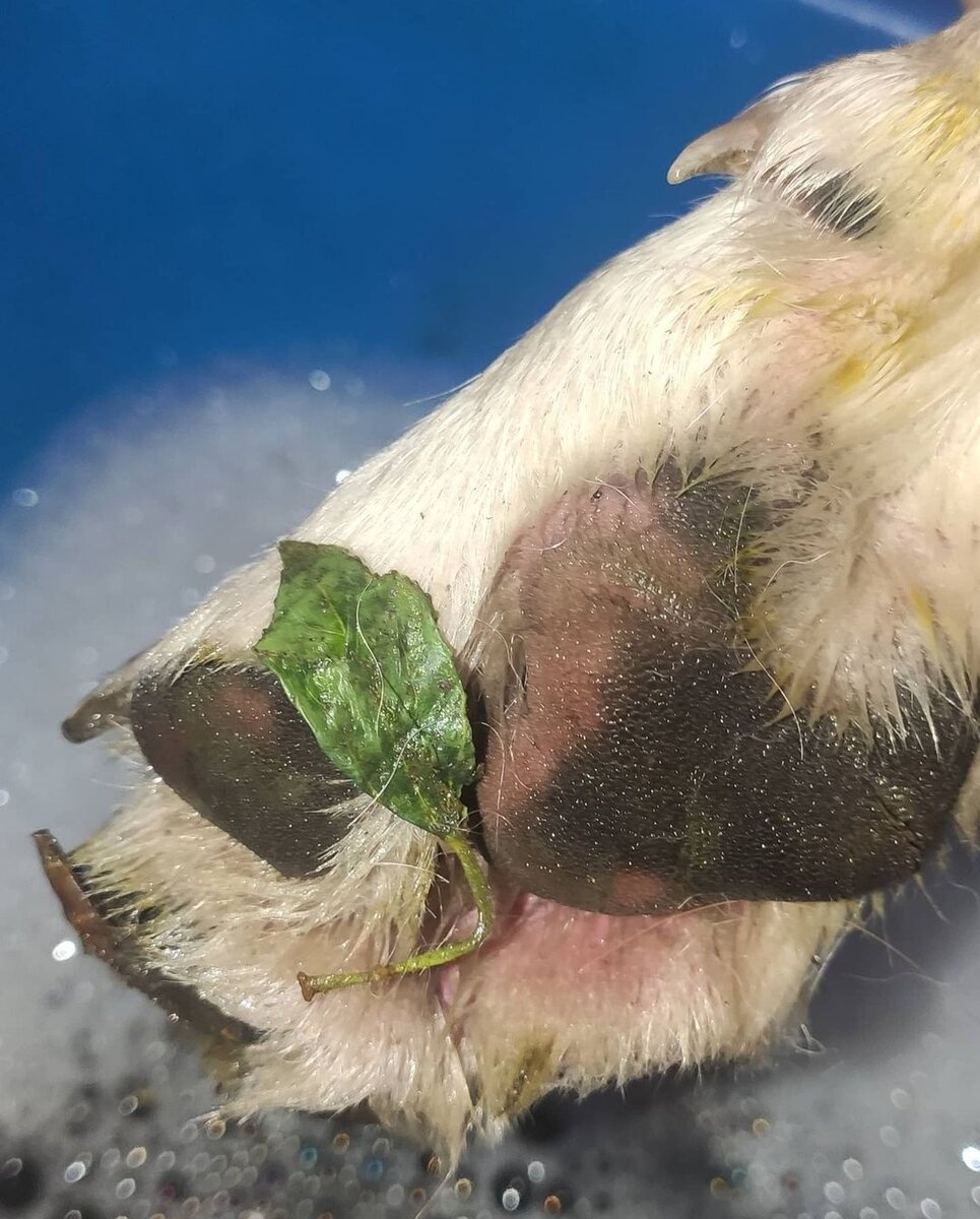 Как отмыть шерсть на лапах собаки от тополиных почек 