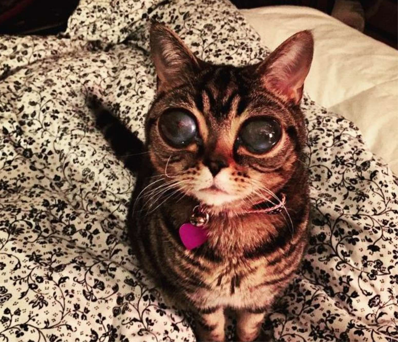 Эту даму зовут Матильда, и у нее огромные глаза. Похожа на инопланетянку, правда? Фото из открытого источника.