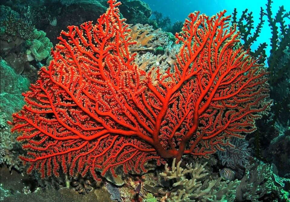 Красный коралл 