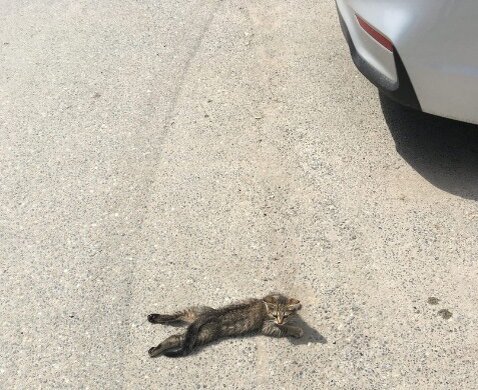 Здесь его  увидел спаситель