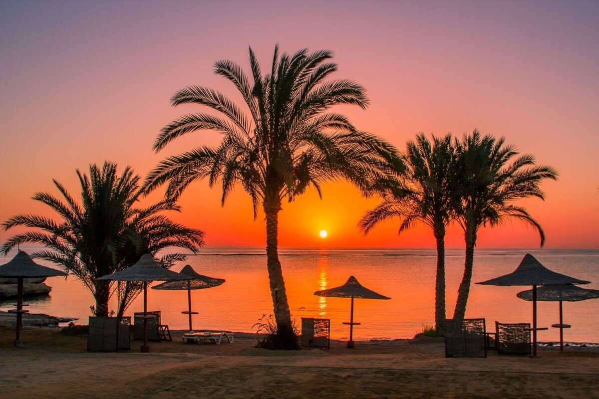 египет море пальмы