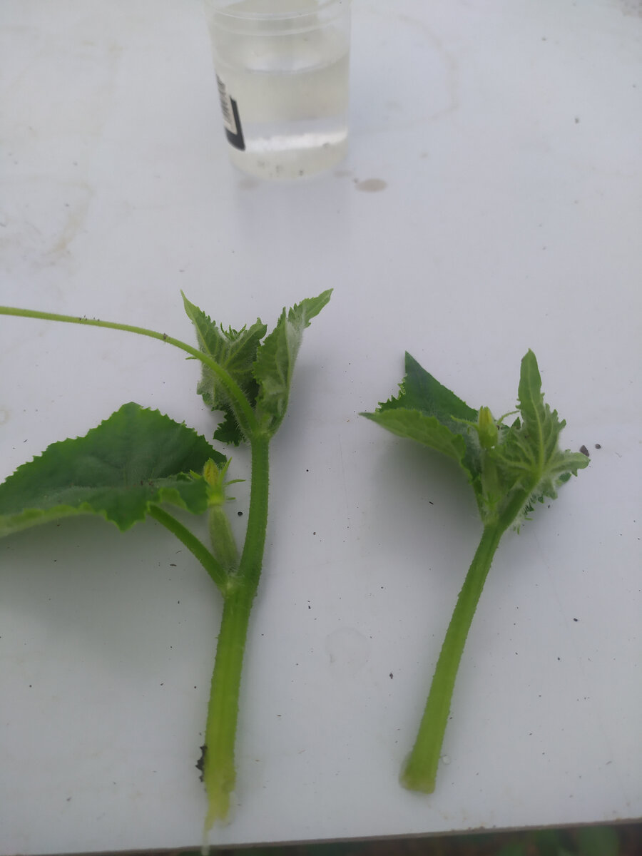 Подготовленные черенки