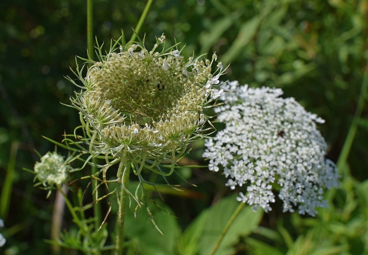 Daucus carota С†РІРµС‚РѕРє