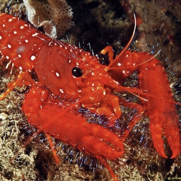 Фото Яндекс картинки 