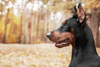 Доберман
