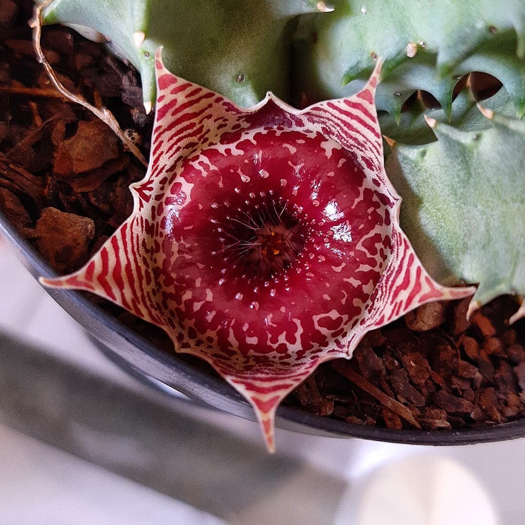 Huernia zebrina @oloveakiaora