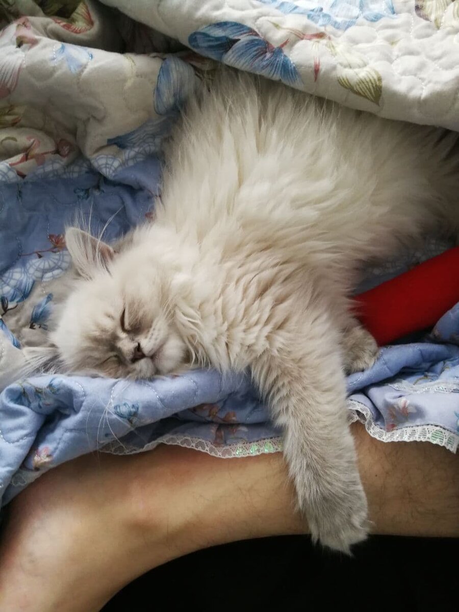 Фото автора Busya Neva Cat.