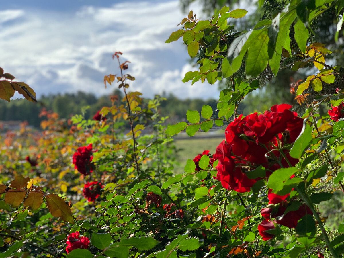 Куртина роз в скально-пейзажном парке в Выборге 