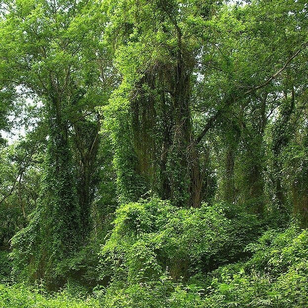 Фото лес самурский лес