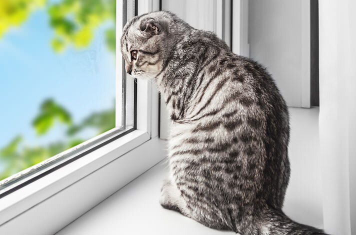 фото яндекс.картинки