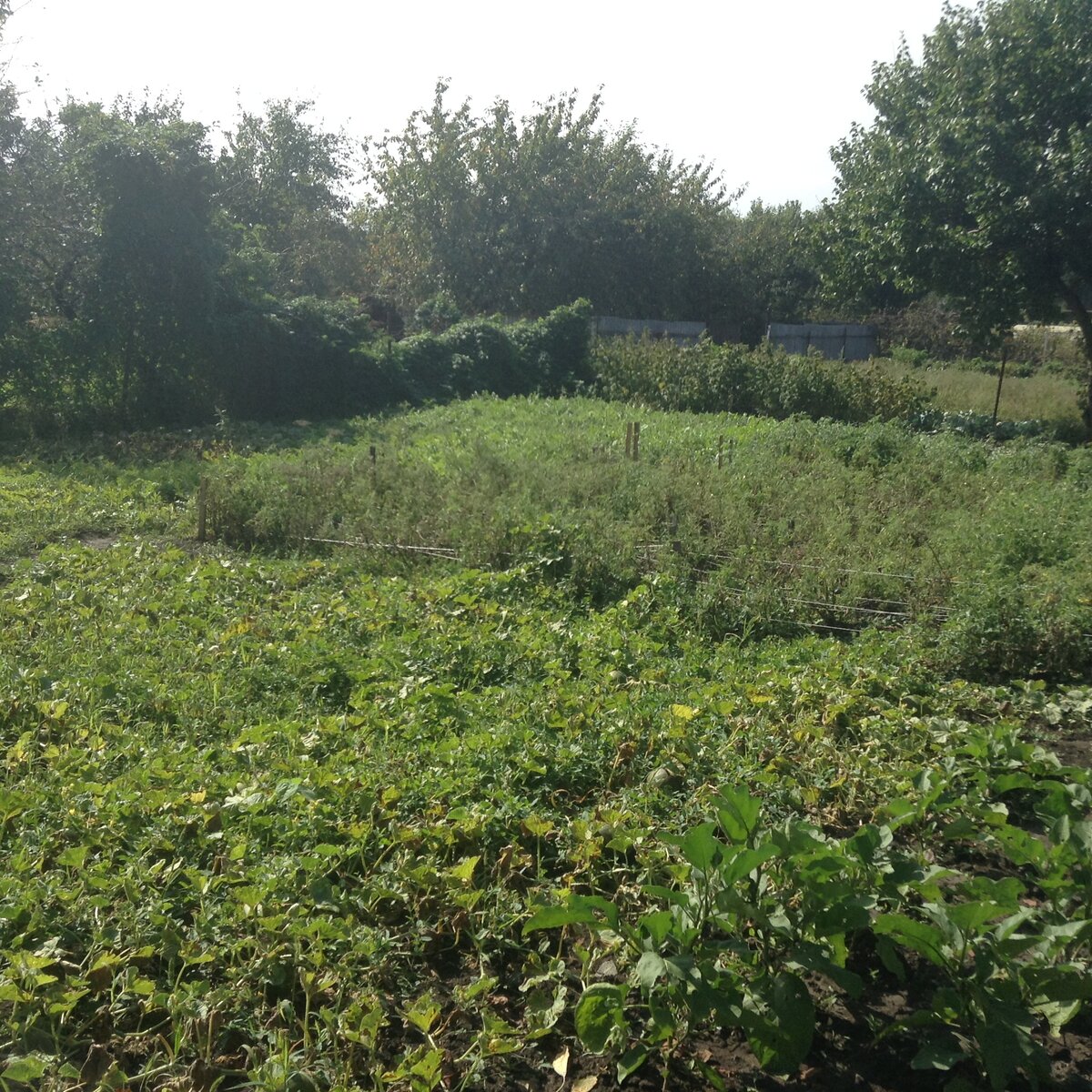 Личное фото. Огород весь зелёный.