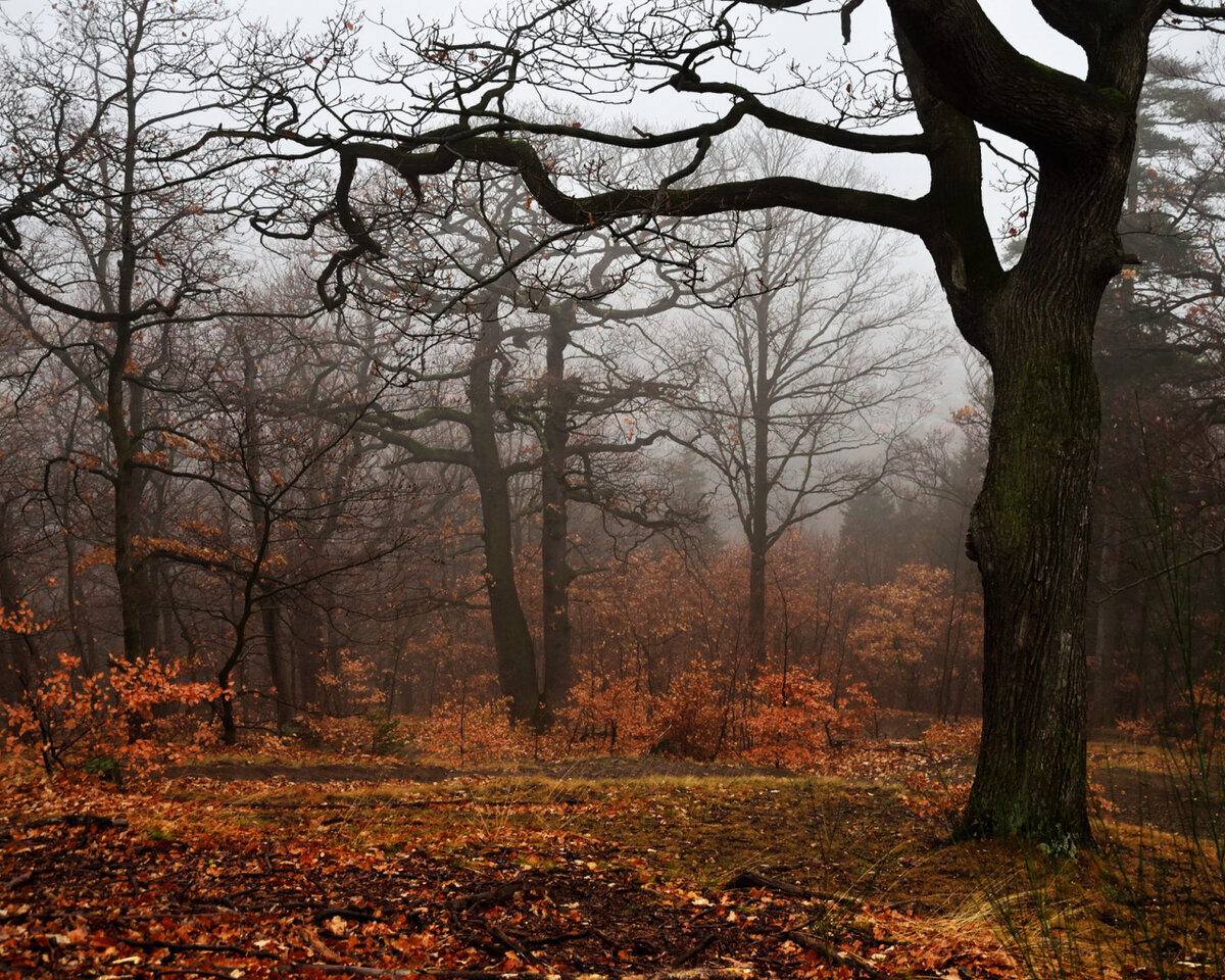 Яндекс картинки