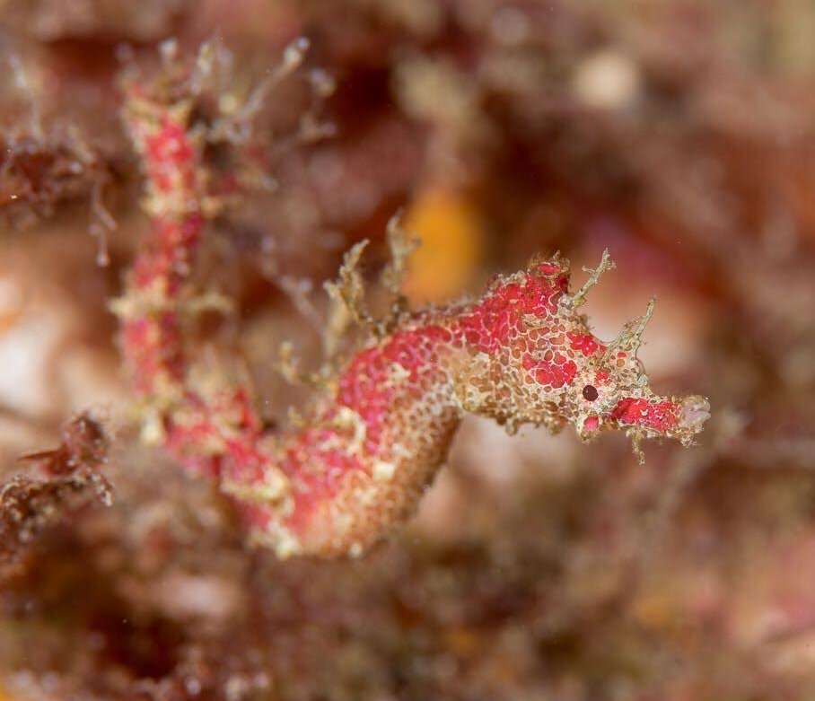 Cylix tupareomanaia. Фото: australian.museum