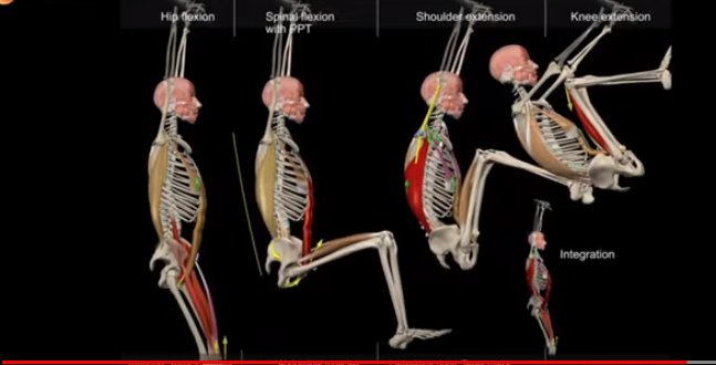 Картинка из сети интернет. Здесь наглядно видно какие мышцы включаются в работу.