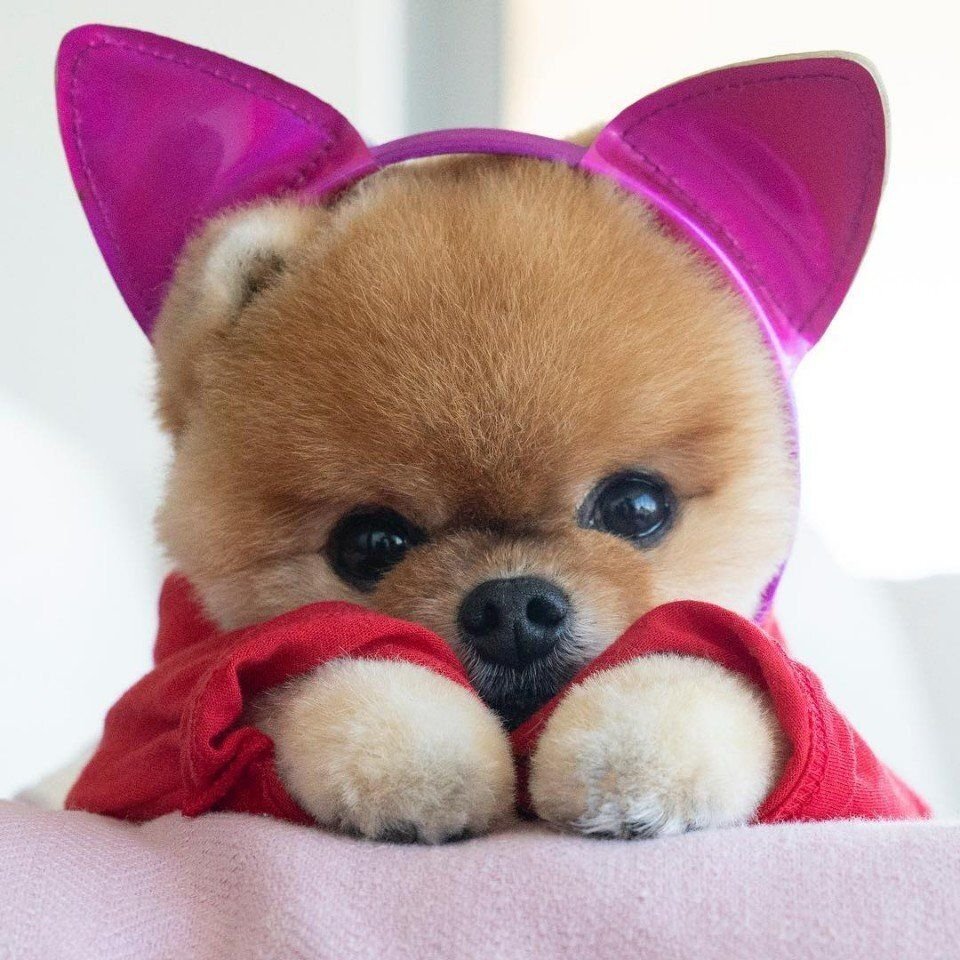 померанский шпиц jiffpom